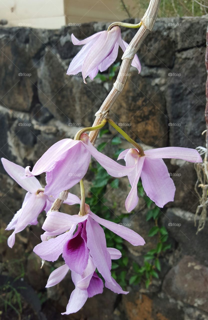 Close-up of a pink flower