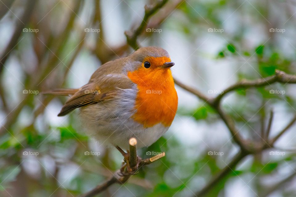Robin perching on branch