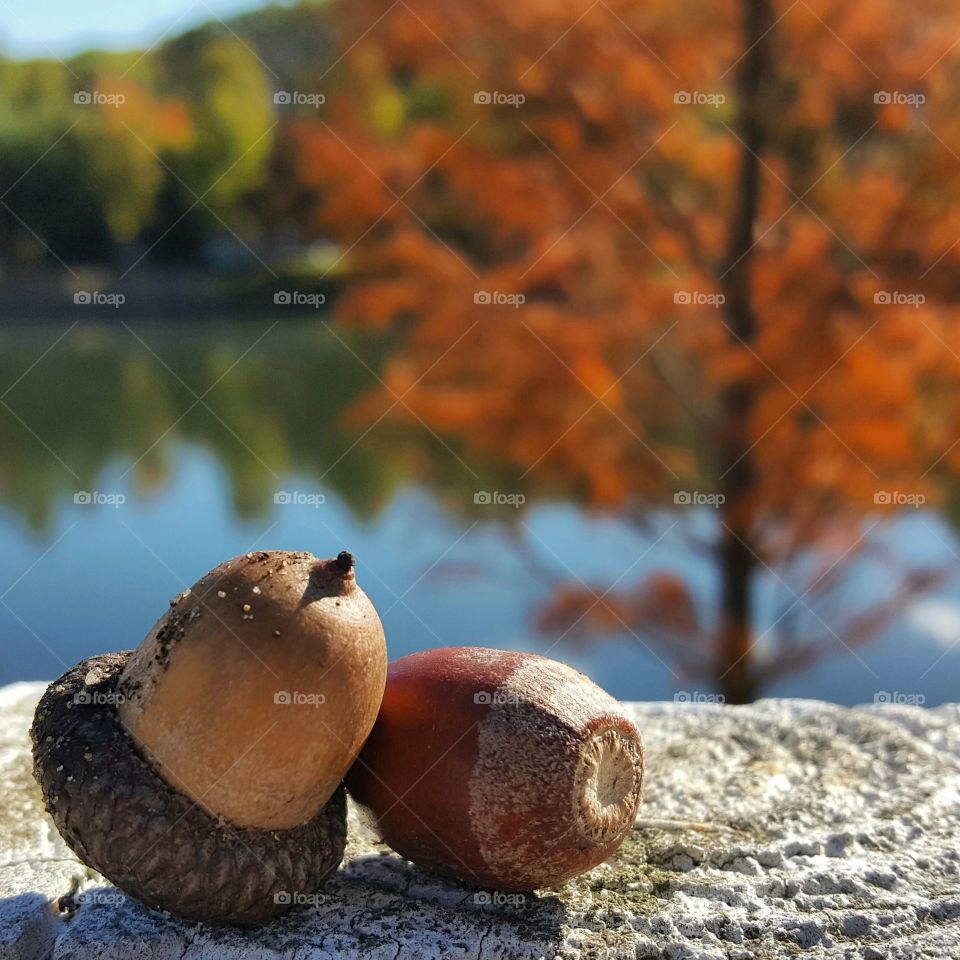 Fall, No Person, Nature, Tree, Outdoors