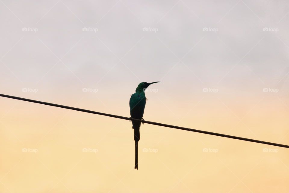 Sunbird perched on a telephone line