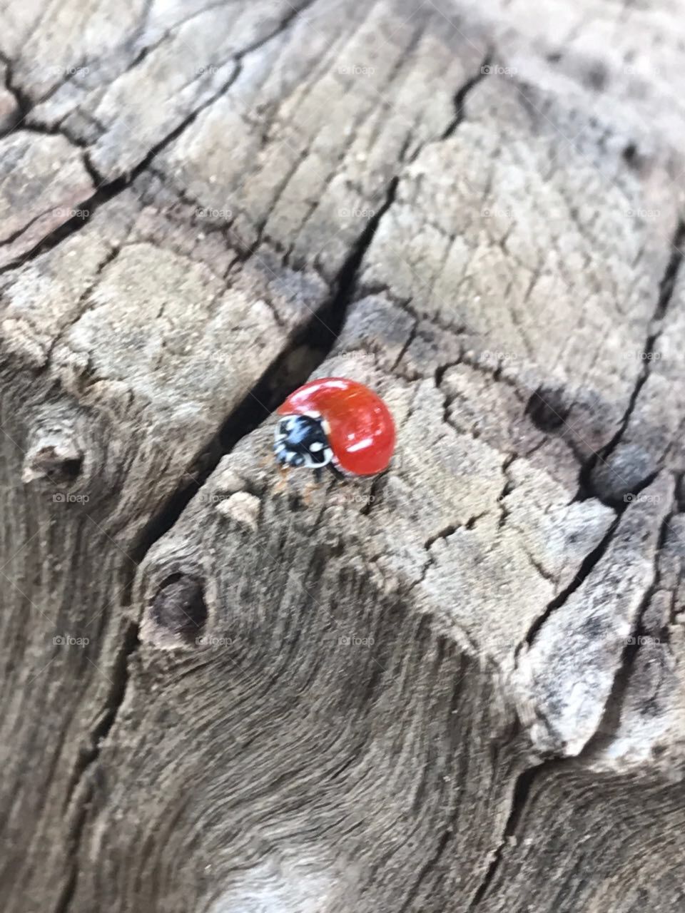 Close up ladybug 