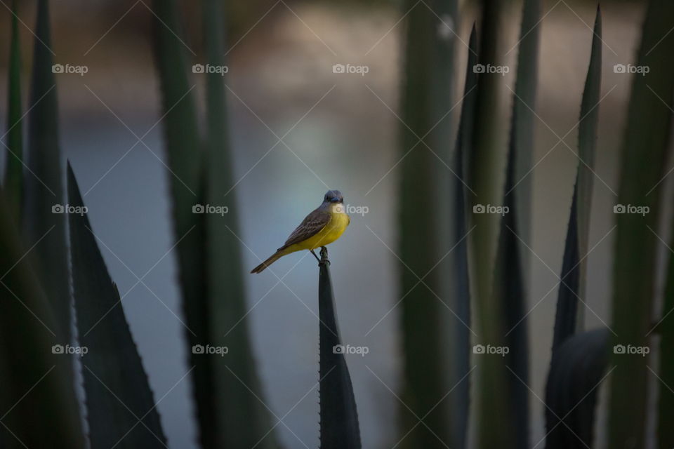 Yellow bird perching on leaf