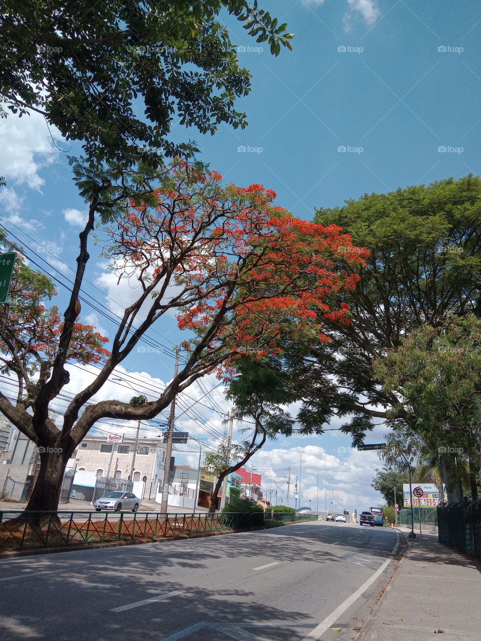 A beleza das flores!