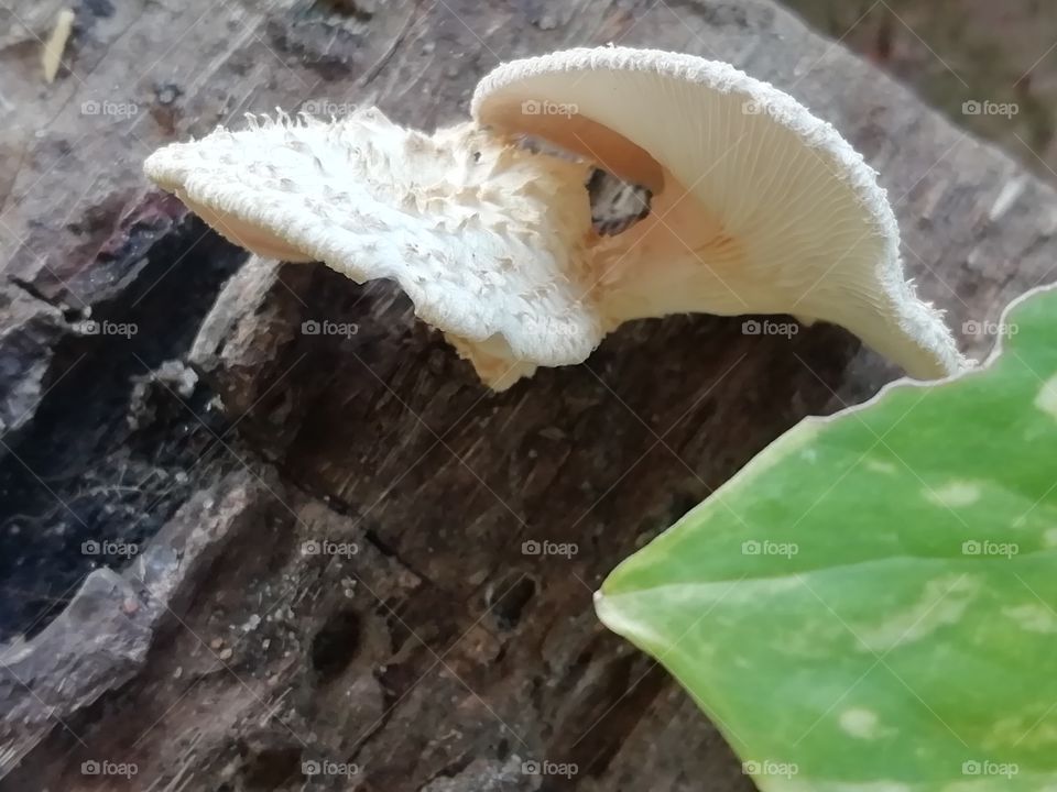 Lonely mushroom.. Feel really sorry for the fella 🍄.. But very pretty indeed