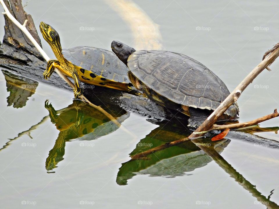 
Two TURTLES. Yellow-Bellied Slider are attractive turtles that make great pets. Even though they are not as well known or as popular as the similar Red-Eared Slider