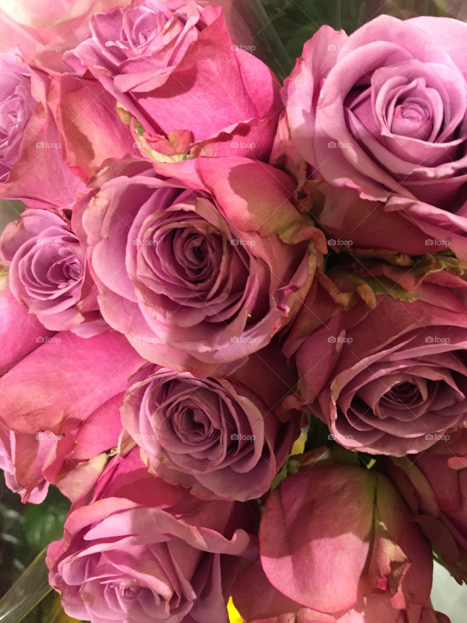 Rose, Love, Bouquet, Petal, Flower