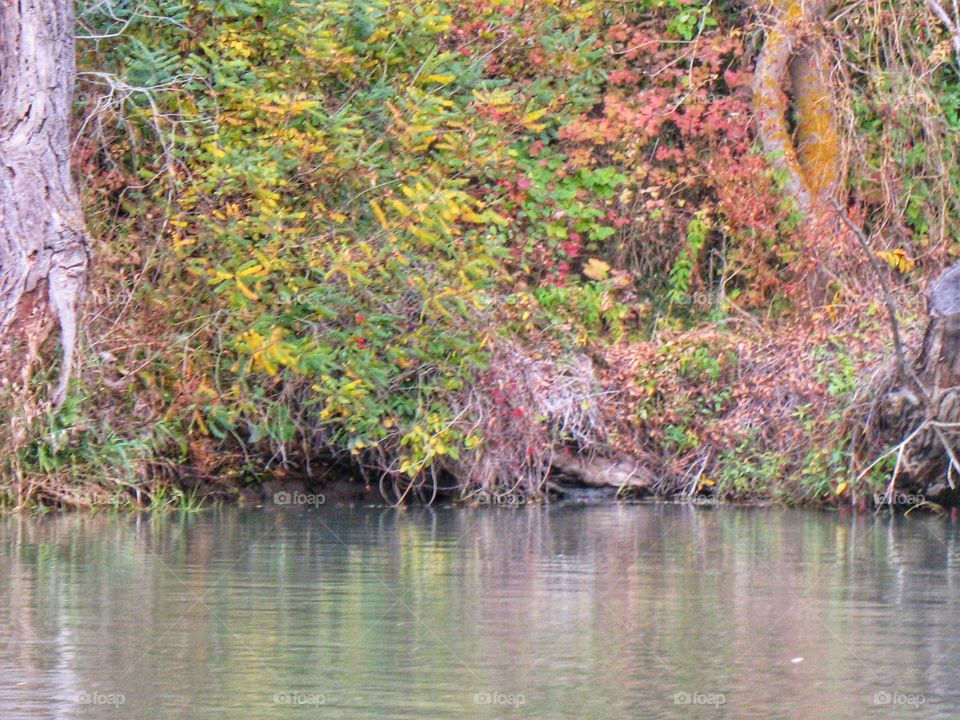 banks of the Danube берега Дуная