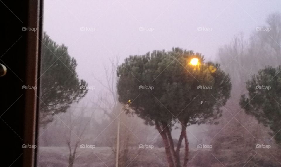 Privileges: a tree in the fog with its private light