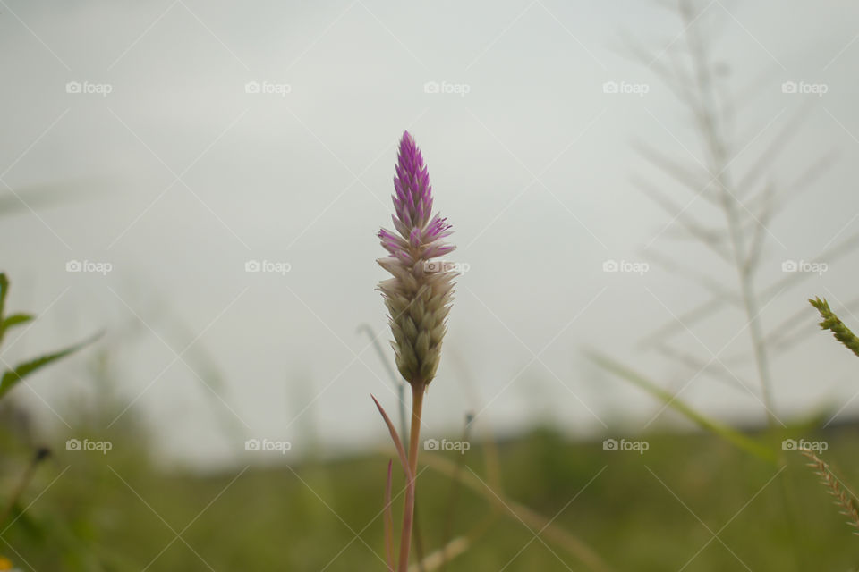 pink flower