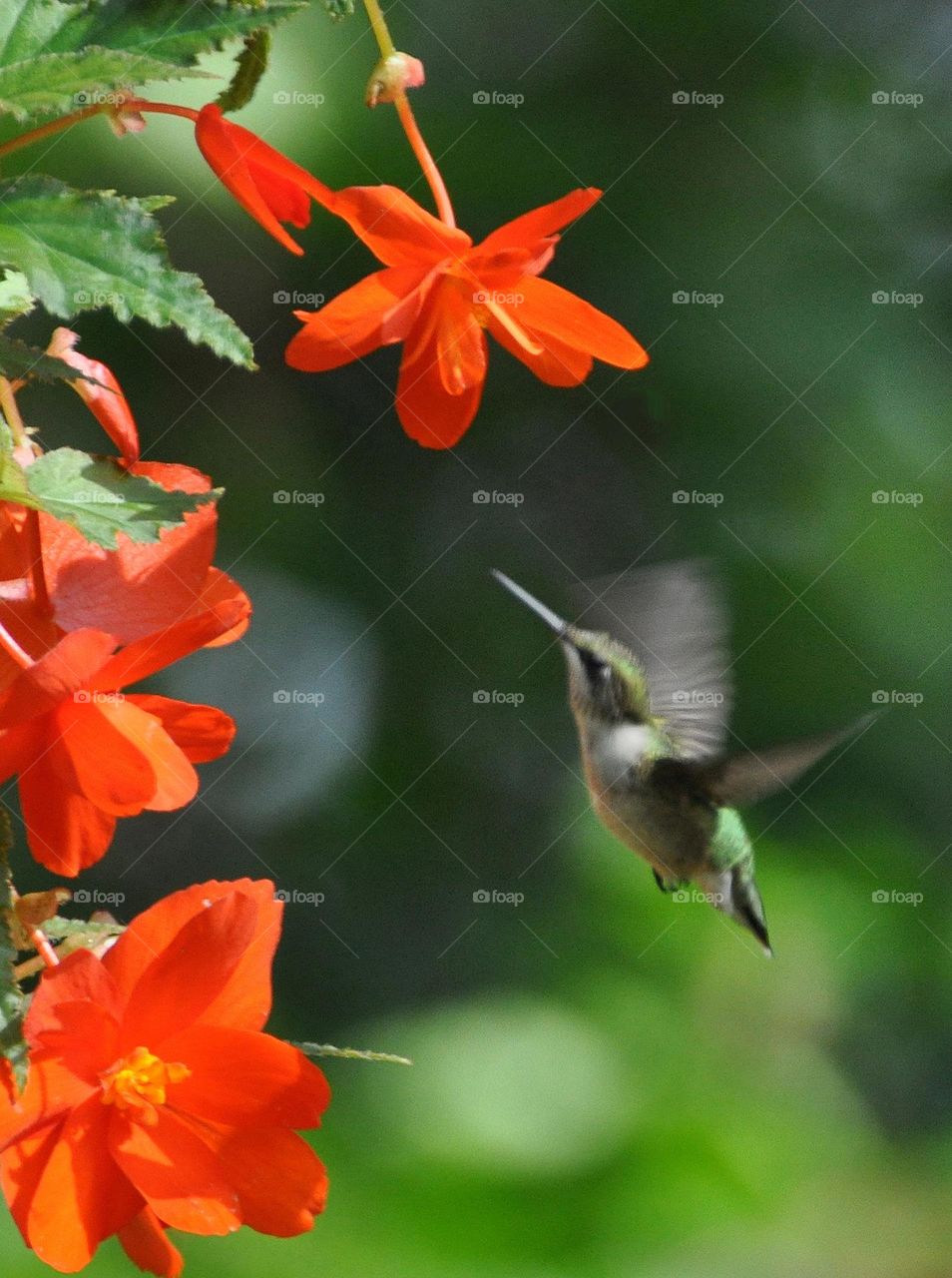 Hummingbird looking at fragrant flowers 