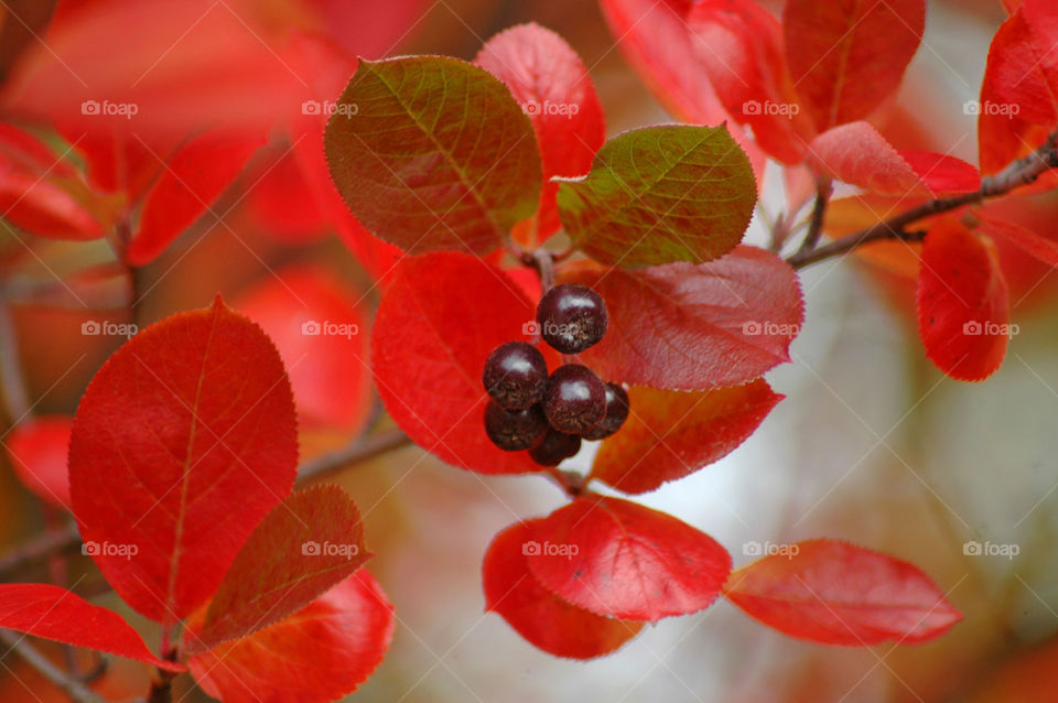 berry autumn
