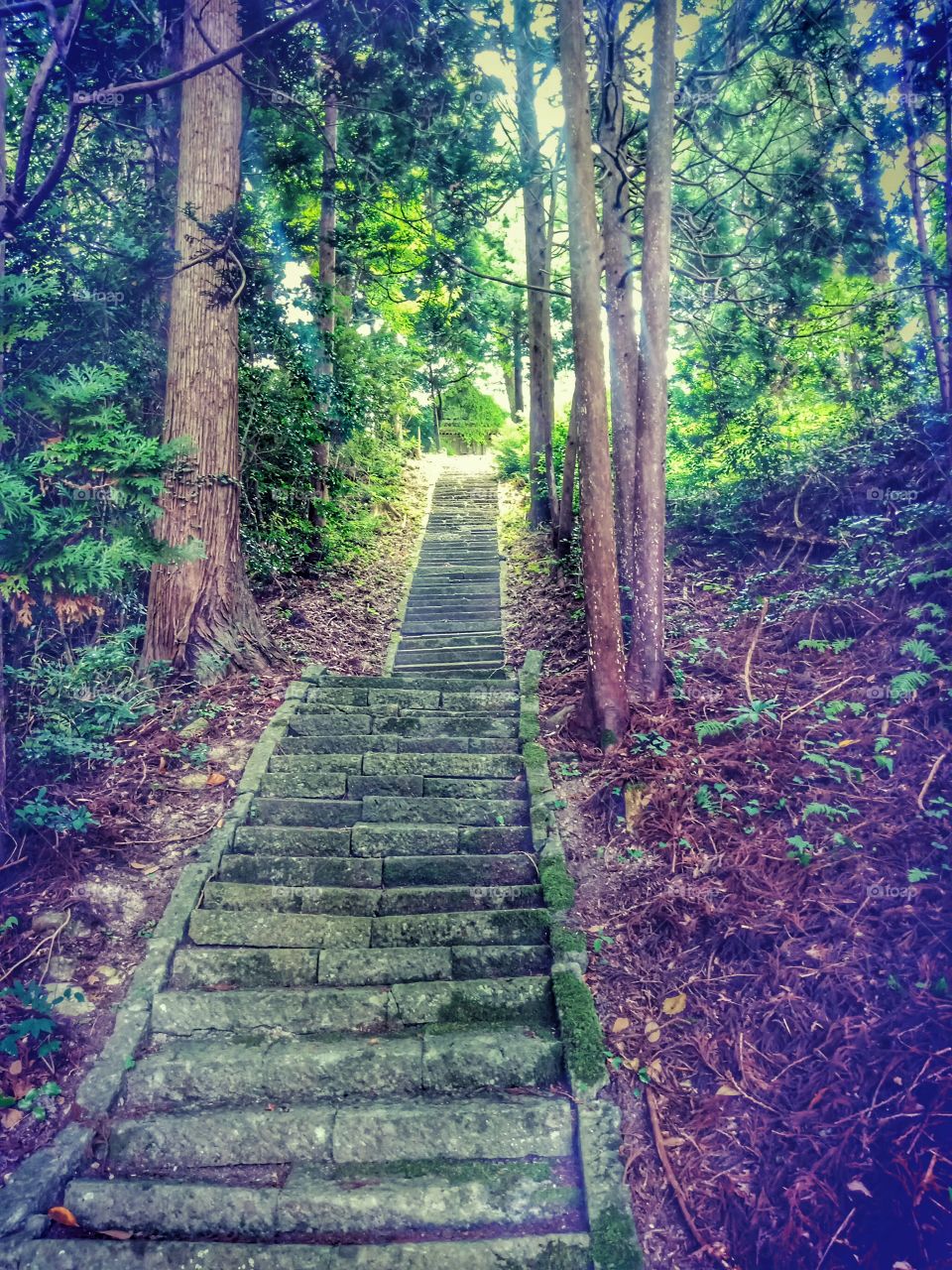 old Stairway to Japanese shrine  in sado island, Japan
