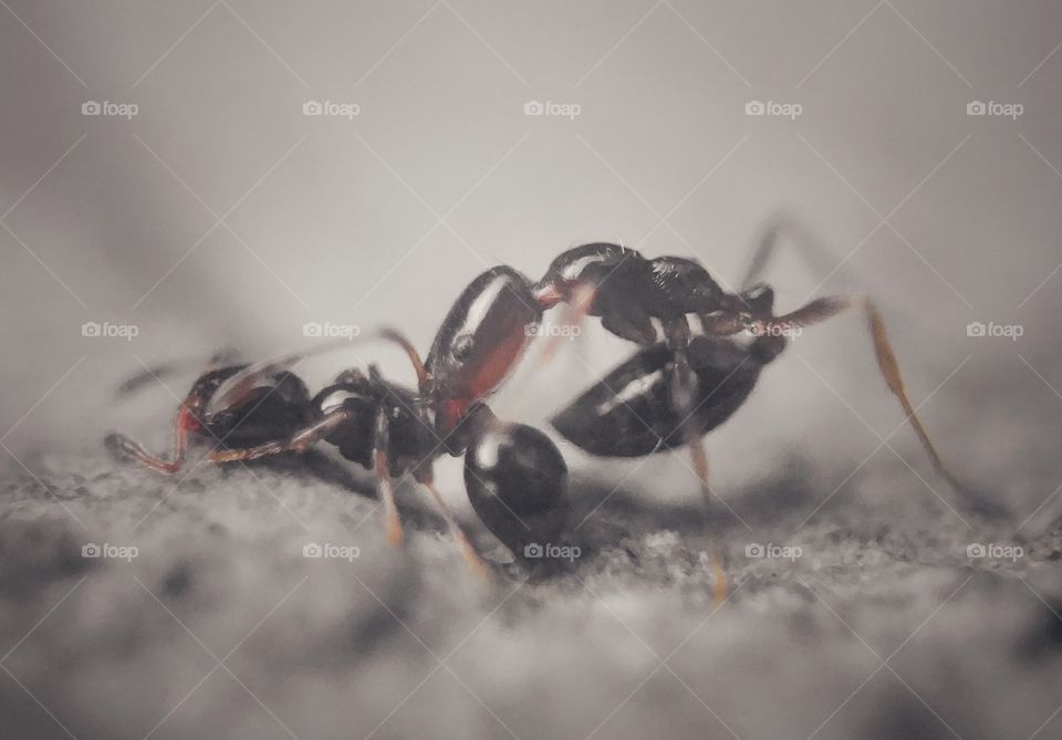 insect wildlife 🐜