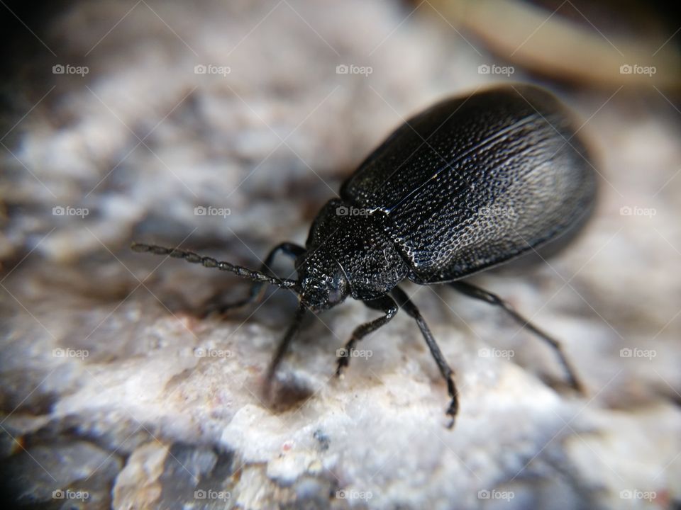 Picture taken with my smartphone and macro lens.