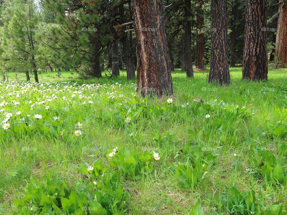 Bright white wildflowers grow amongst the pine trees in a green field on a mountain on a spring day. 