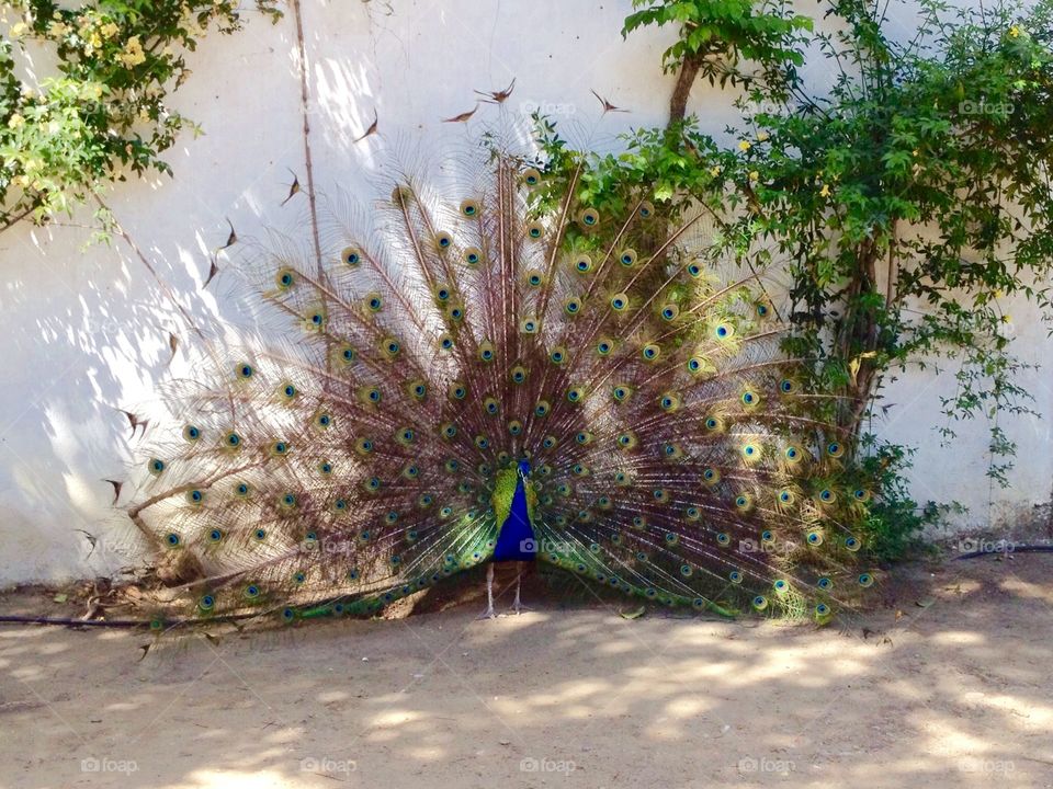 Peacock 