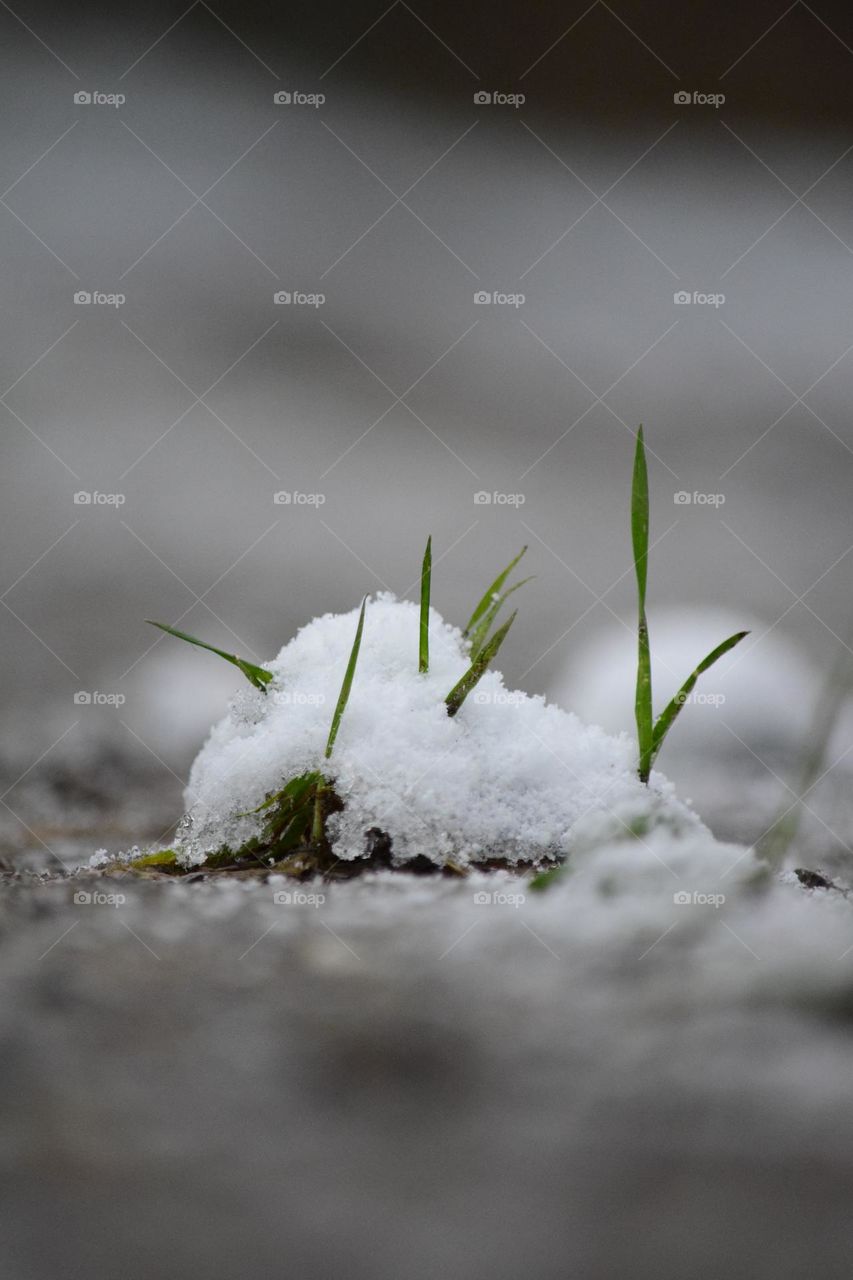 Last bit of grass covered in wet snow 