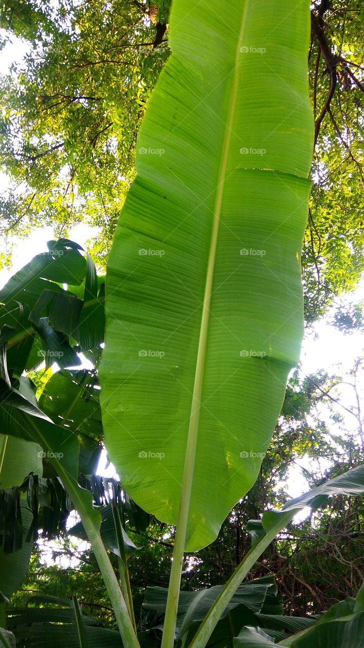 beautiful banana leaf