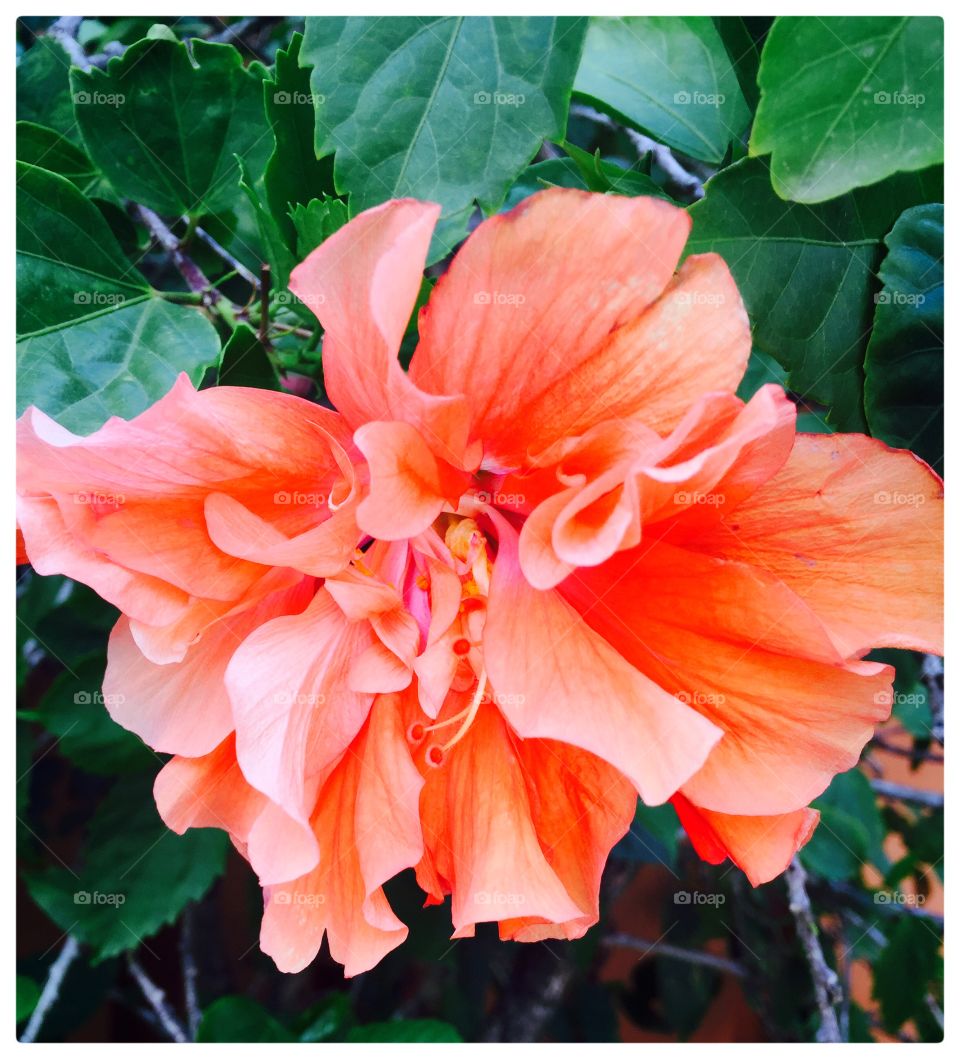 Divine colors. Hibiscus in full bloom taken in Miami lakes 