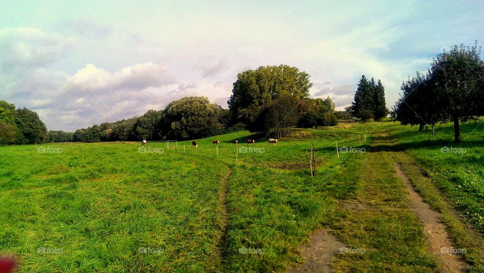 Landscape, No Person, Tree, Grass, Nature