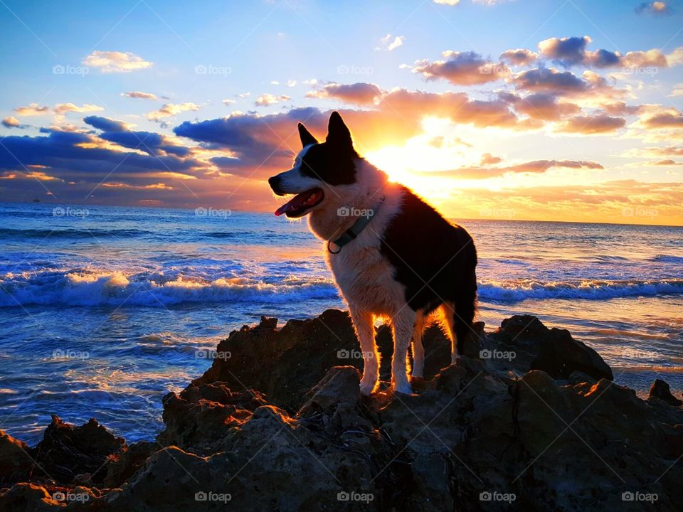 happy dog Selfi in front of sunset. good girl iska 😘