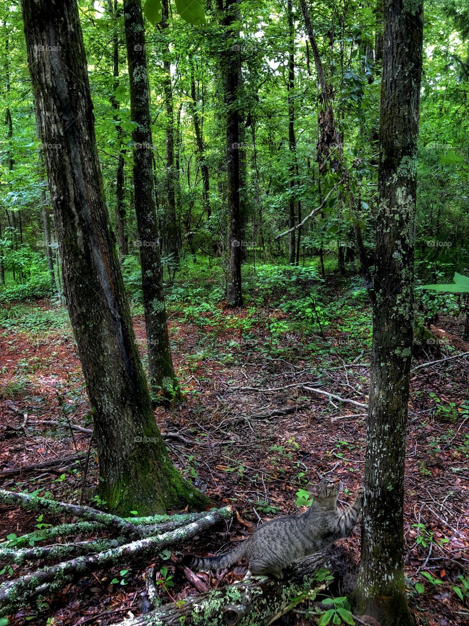 Tree Claws