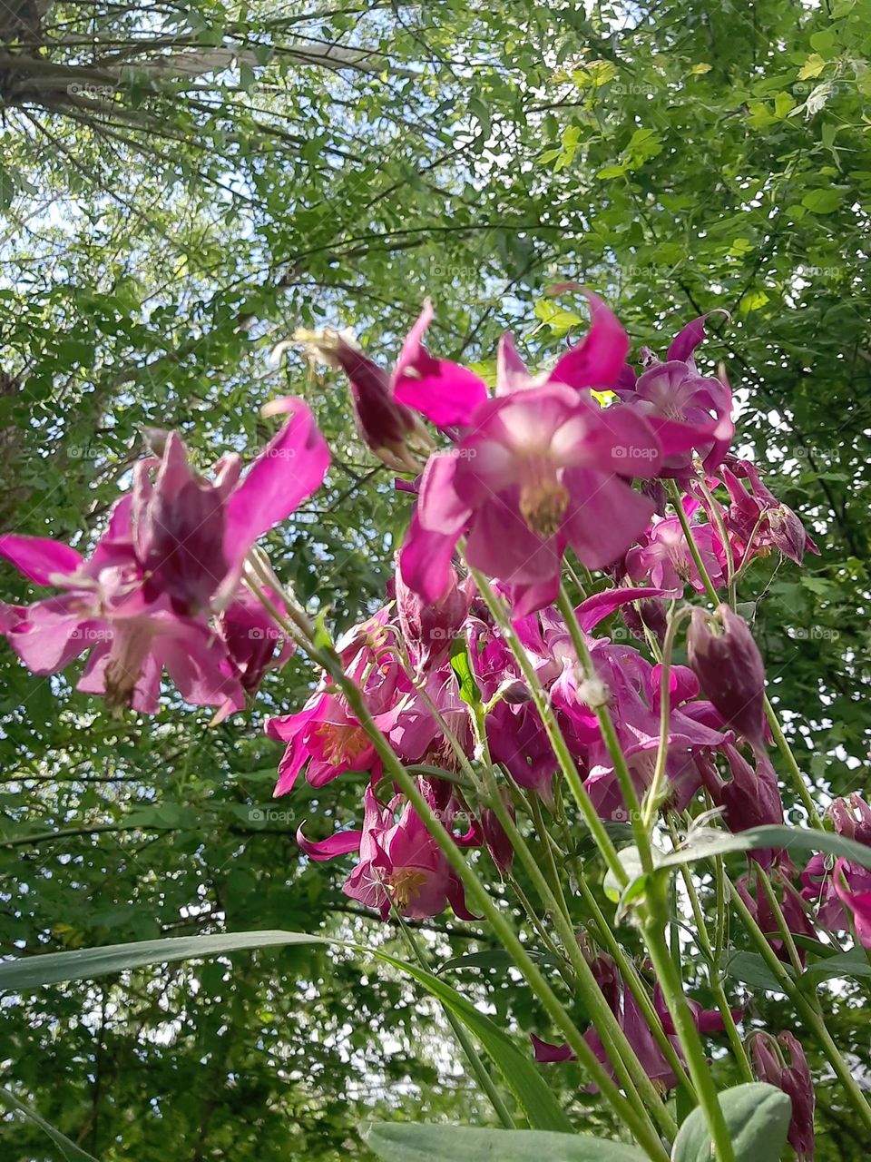 from the ground up  - bouquet  of pink Aquilegia