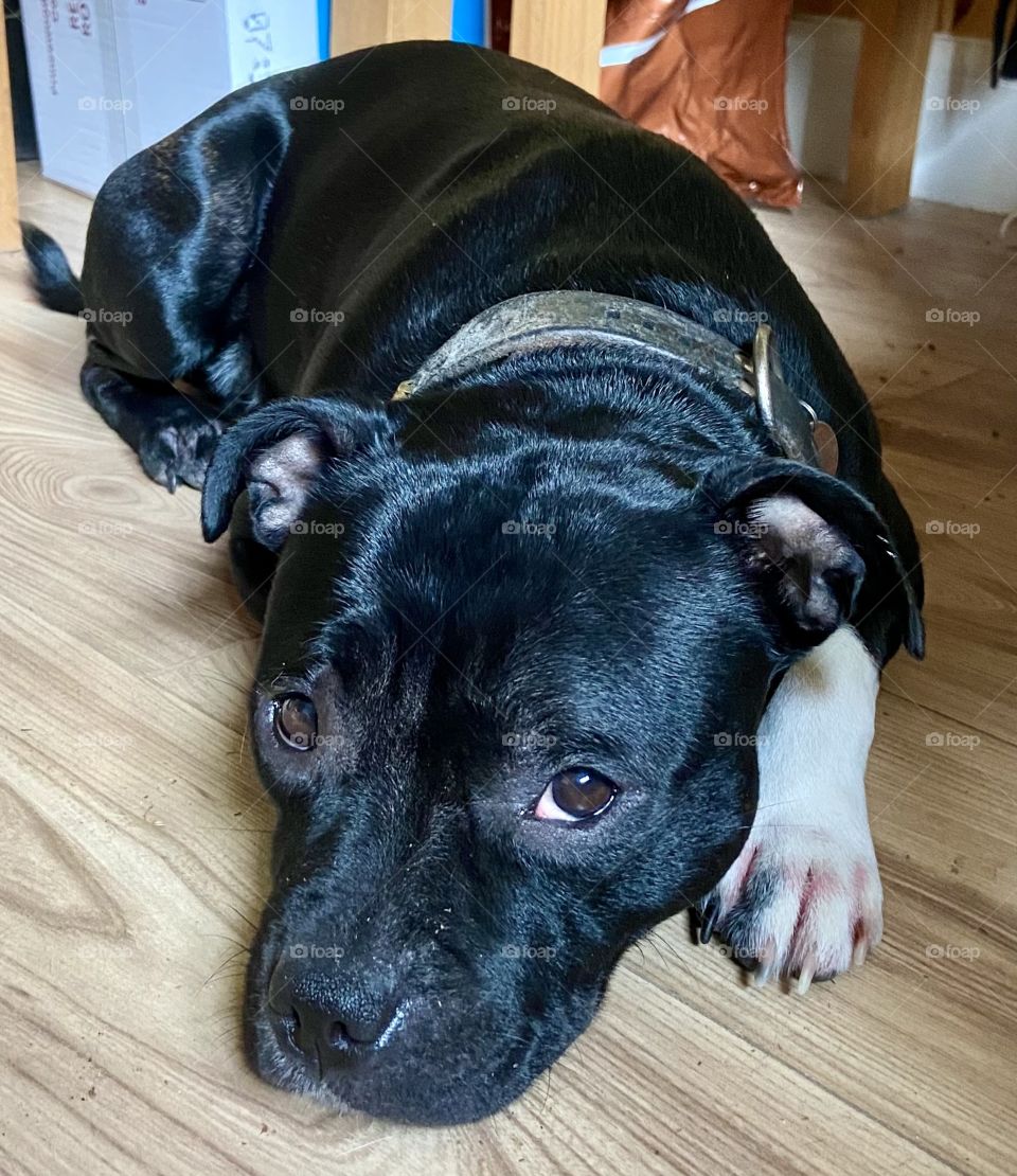 Bella the Staffie 🐶