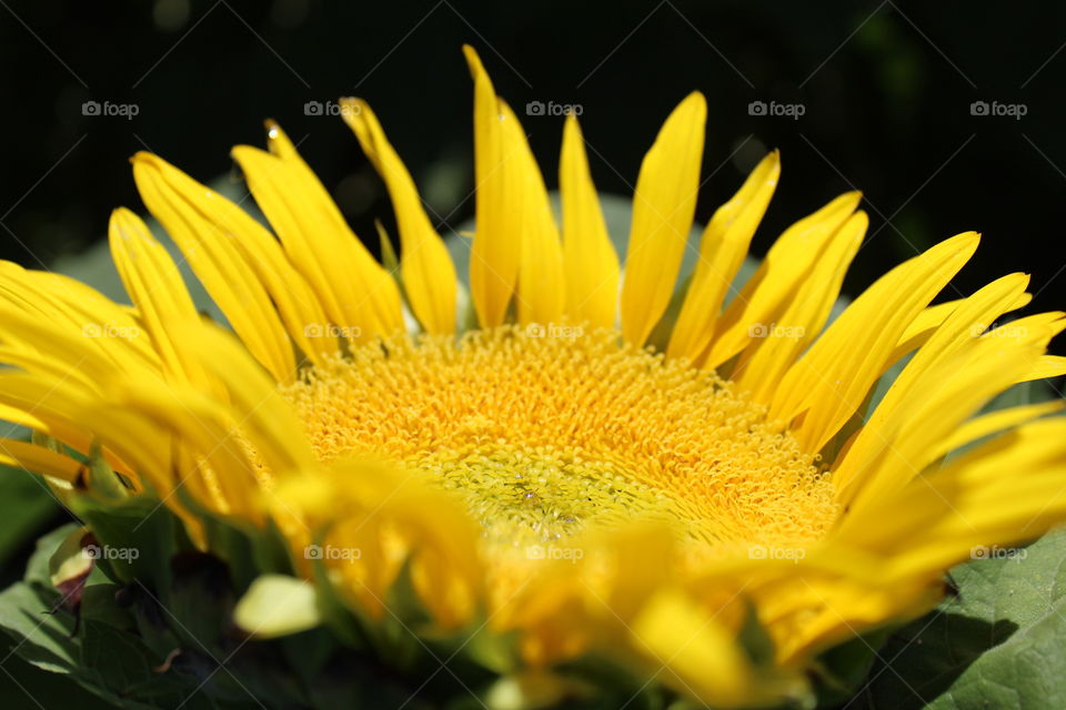 sunflower nectar