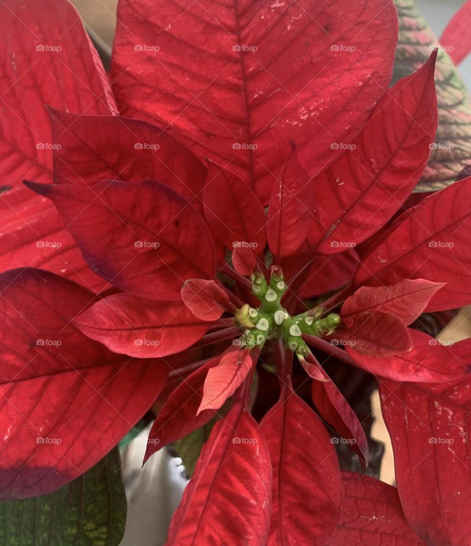 Poinsettia 