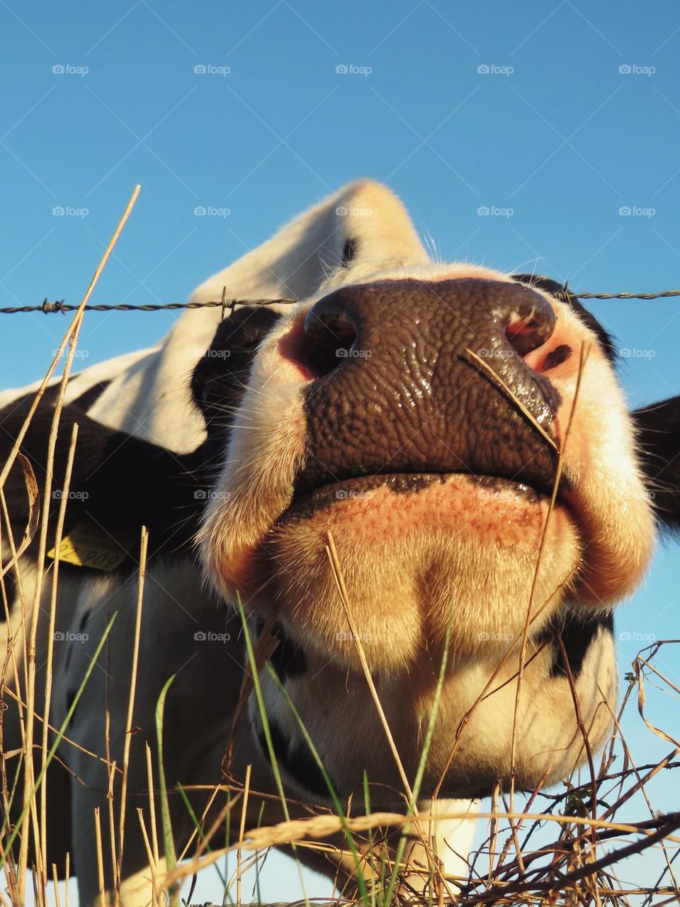 Cow snout