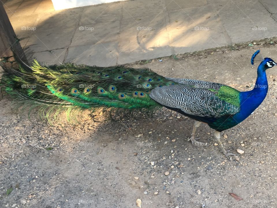 1 de 4 - o pavão está se mostrando para as pessoas que o visitam (passeio na Fazenda do Chocolate, Itu/SP - Brasil)