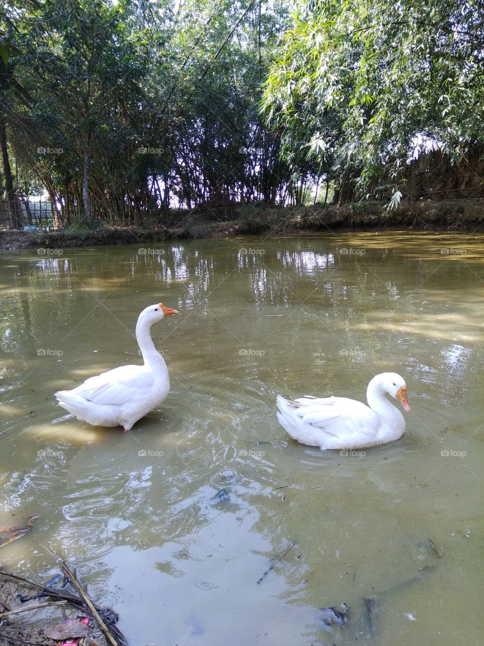 Two Beautiful Swan