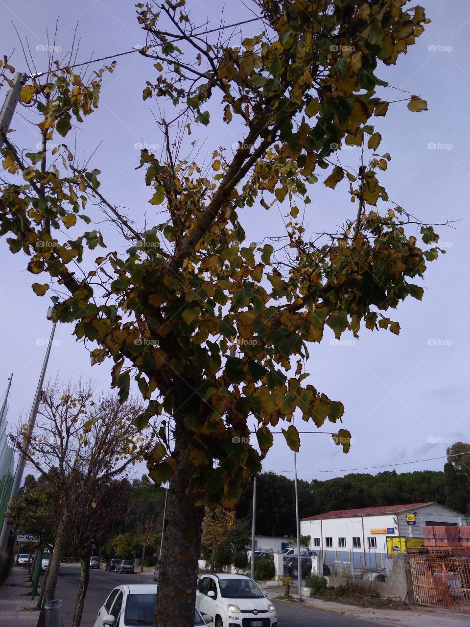 Colors of 2021: Ultimate Gray & Illuminating.