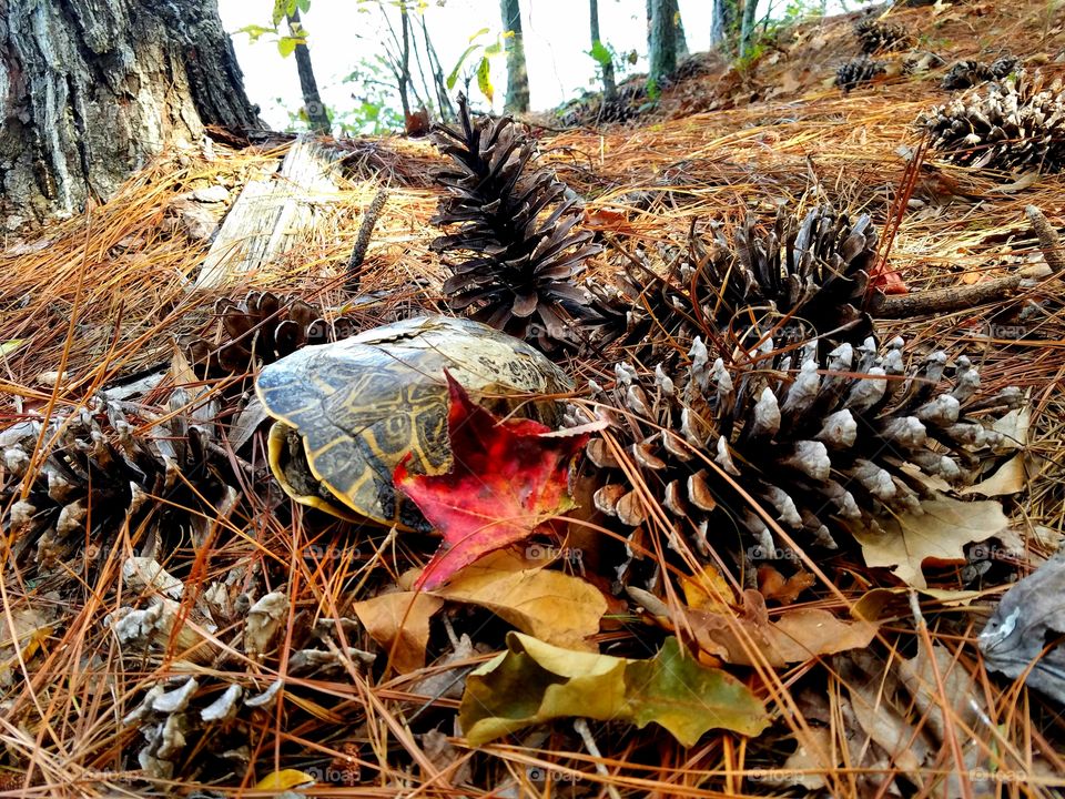 Turtle shell in pine cones