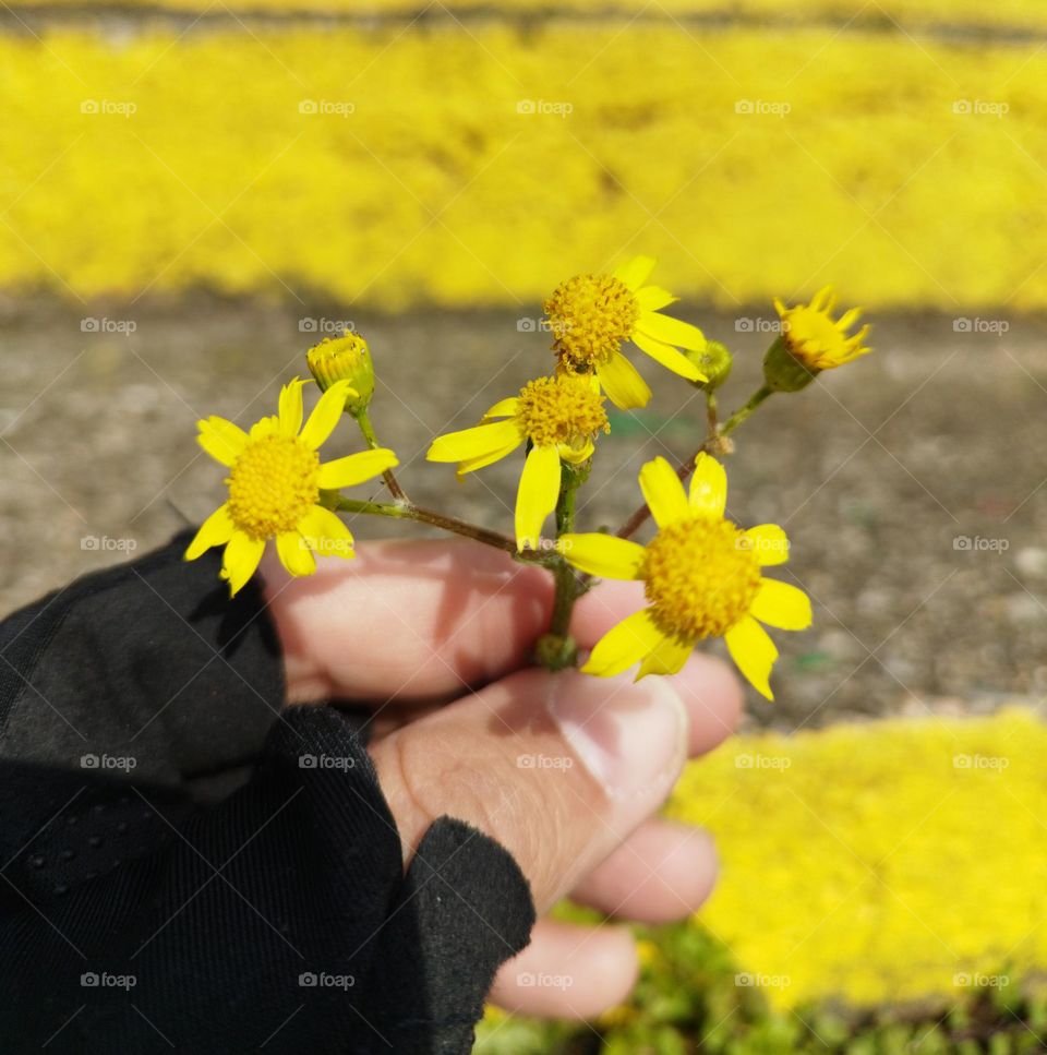 Watching yellow flowers