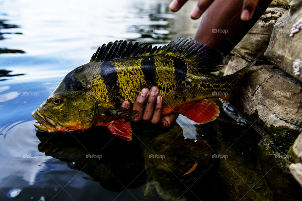 Exotic Peacock Bass