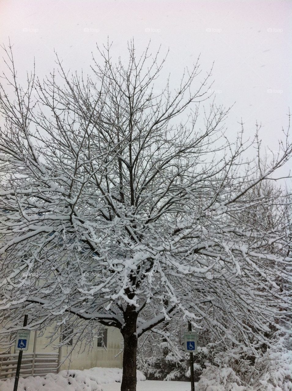 Snow tree
