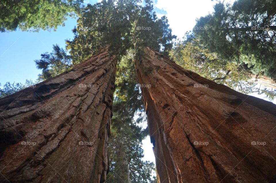 Redwood twins