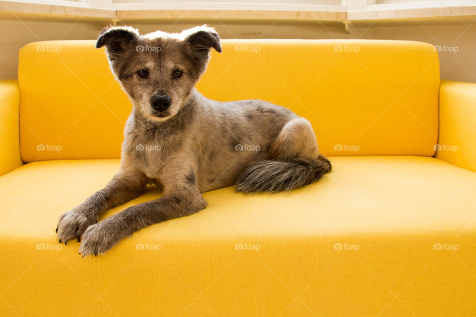 Dog laying on yellow couch