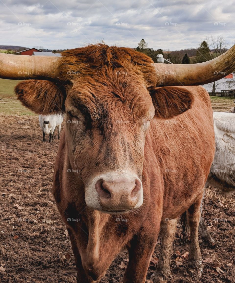 sleeping long Horn cow