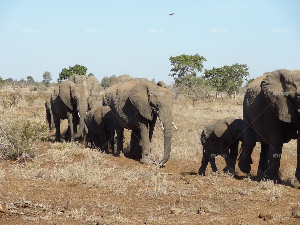 The elephant march 