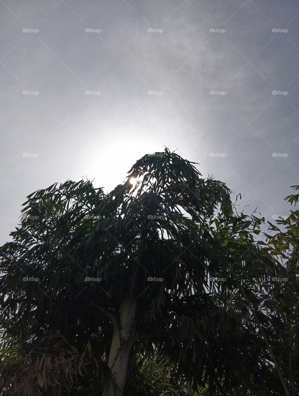 Sun behind tree