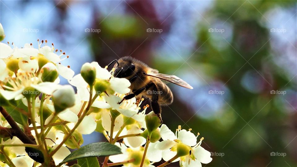 a bee on white flowers