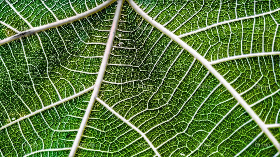 fig leaf