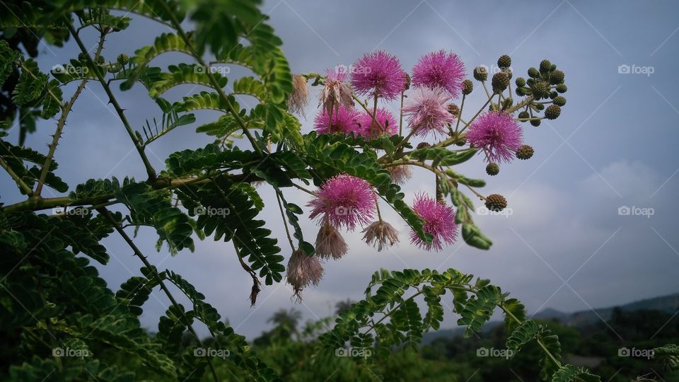 Flowers feed in the forest.