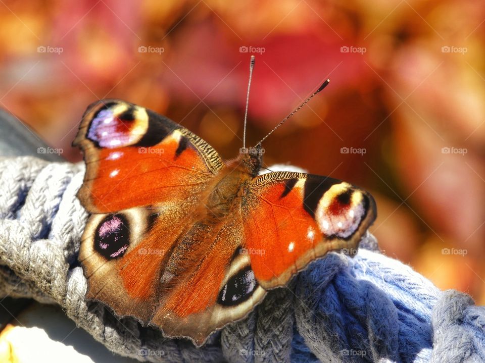 Peacock butterfly portrait