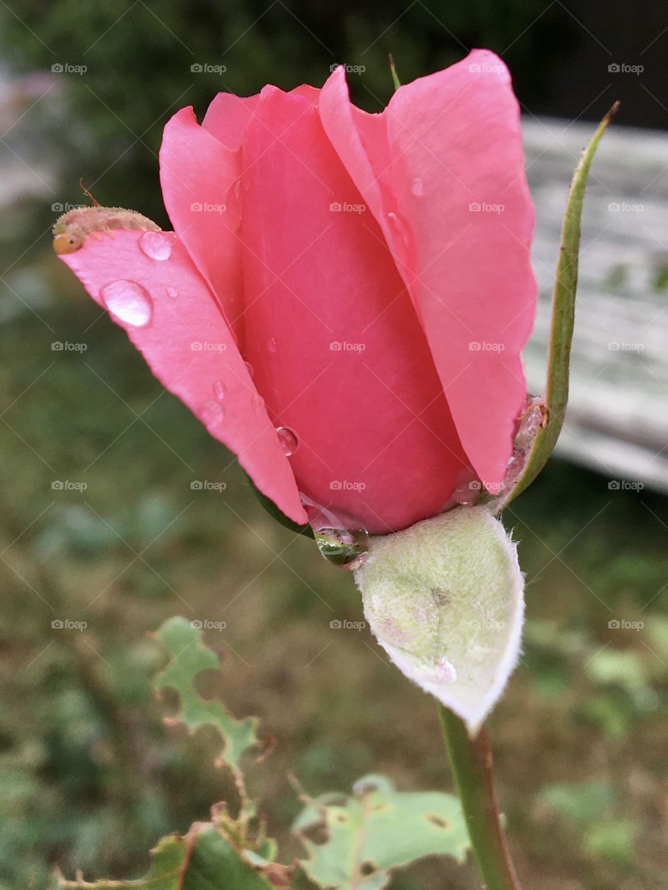 End summer rose after rain