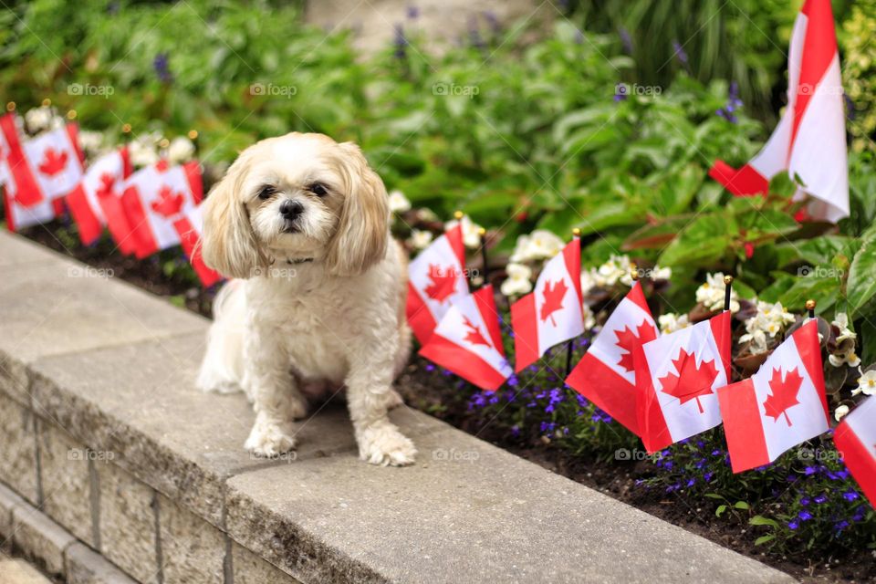 Canada is pet loving & friendly country.. ❤️ 🐕