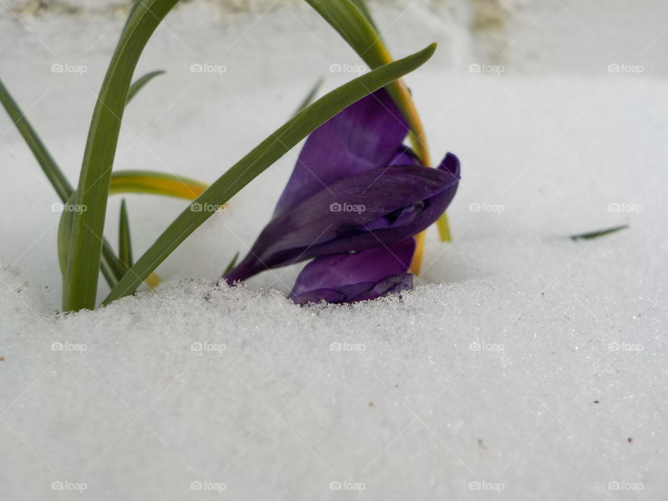 Snow and crocus 